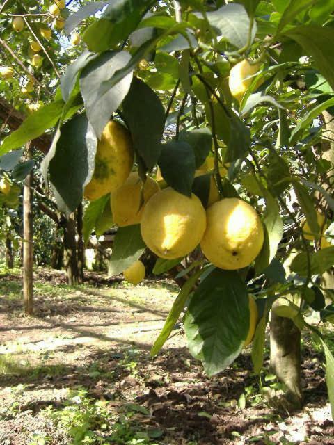 Azienda Agricola Veniero Piano di Sorrento Buitenkant foto