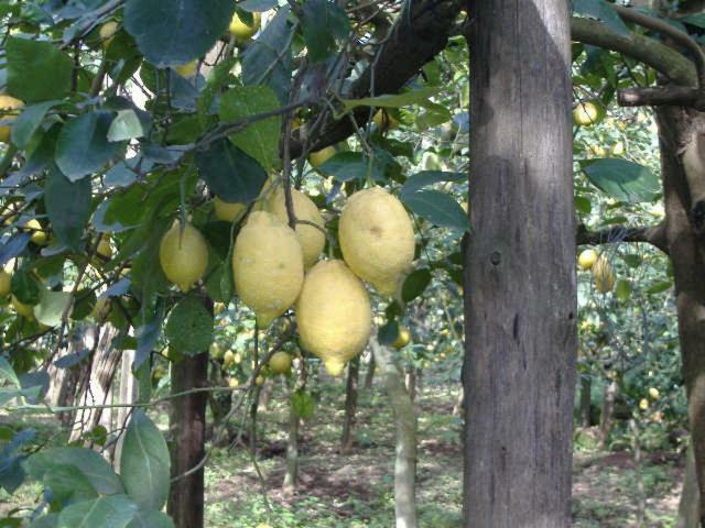Azienda Agricola Veniero Piano di Sorrento Buitenkant foto